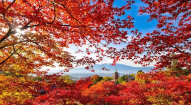 Paysage japonais automne érables
