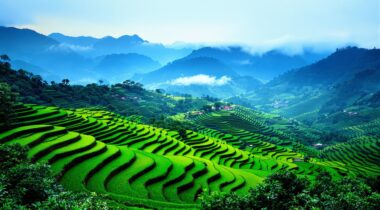 Rizières en terrasses au Vietnam